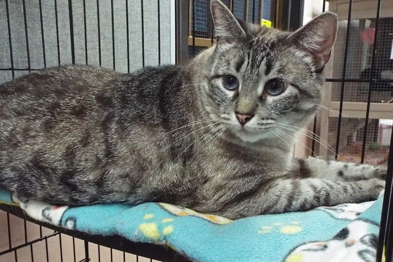 Adopt a Friend: Elizabeth